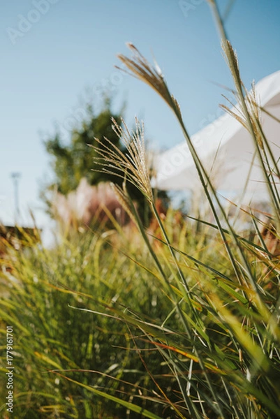 Obraz golden wheat field