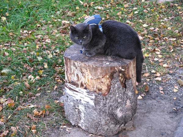 Fototapeta grey cat with a backpack on its back sits on a stump