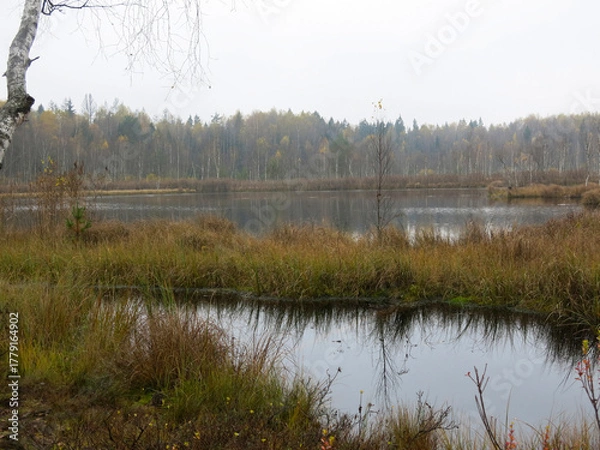 Fototapeta quiet lake Belskoye in the Moscow region in autumn