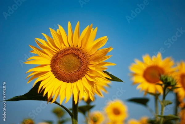 Obraz Golden Sunflowers Against a Clear Blue Sky