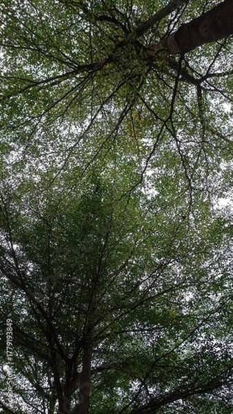 Obraz trees in the forest