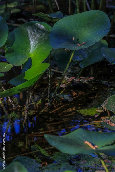 Fototapeta Green wetland vegetation with lily pads and tall aquatic stems growing in shallow freshwater under natural sunlight.