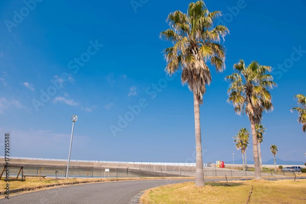 Fototapeta 宇土マリーナのヤシの木