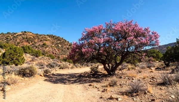 Fototapeta Desert trail with flowering tree