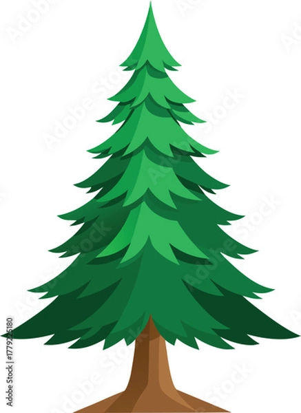 Fototapeta Spruce tree