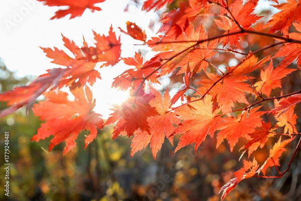 Fototapeta red maple leaves in sunlight