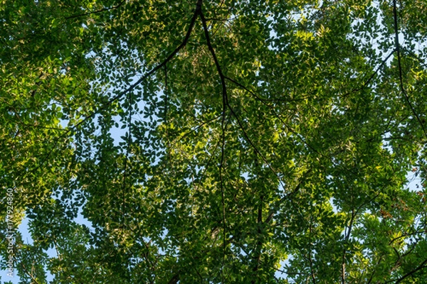 Obraz 森林の空１