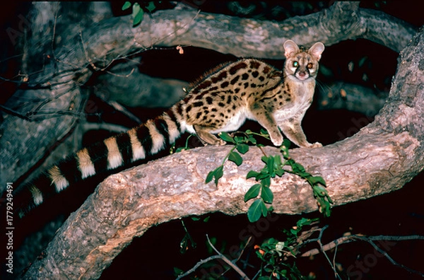 Fototapeta Genet on a tree