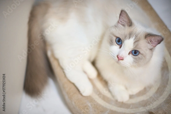 Fototapeta A close up portrait of a cute regdoll cat.