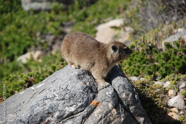 Obraz Murmeltier am Tafelberg