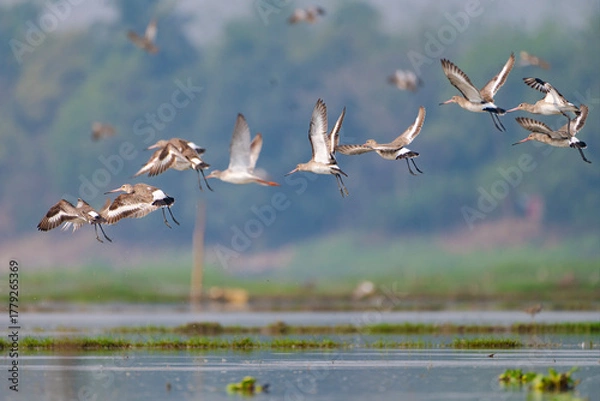 Obraz Bird in flight