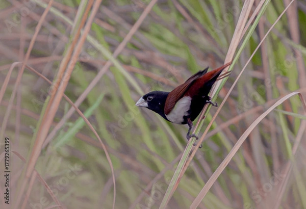 Obraz Tricolor Muniya
