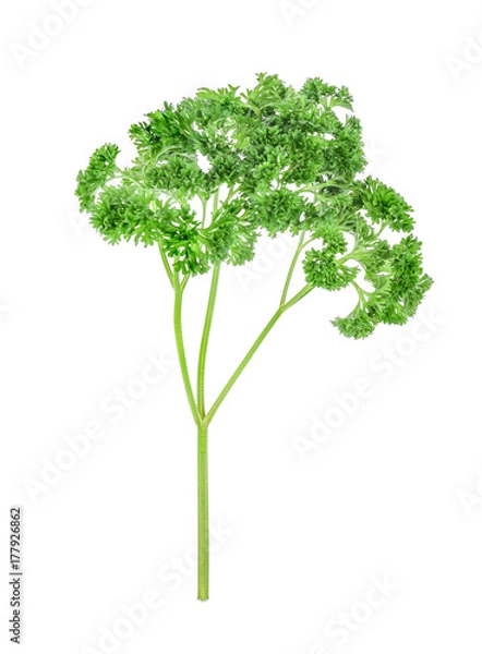 Obraz Parsley isolated on white background