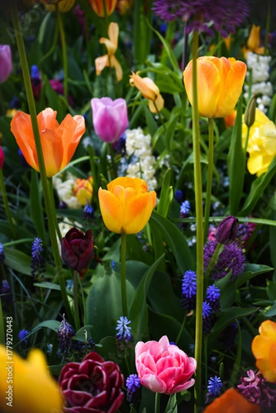 Obraz Vibrant colors of tulip blossoms in the garden on an early spring