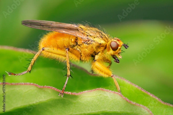 Fototapeta Male golden dung fly resting at the edge of a peoni leaf with blurred background and copy space