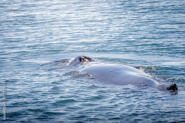 Obraz Whale Watching North Atlantic, off Akureyri, Iceland, August 2025.  Blows and Flukes on a beautiful calm summers day.  