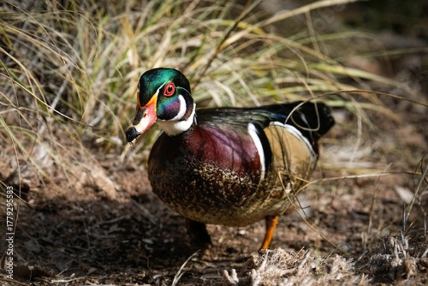 Obraz Wood Duck Drake Posing