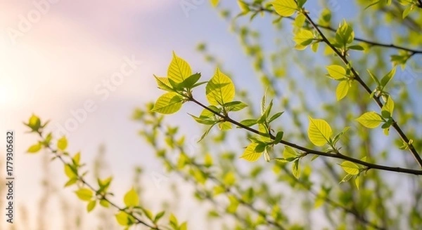 Fototapeta Randomly growing branches with delicate new leaves, soft pastel sky, morning sunlight haze, dreamy bokeh, airy composition