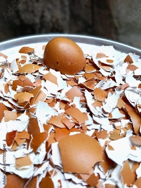 Obraz Single Egg on Cracked Eggshells