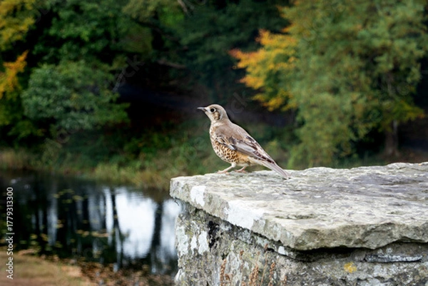 Obraz The song thrush, Irish wildlife,  close up