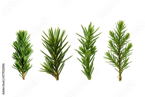 Obraz green pine isolated on white background