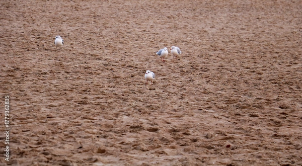 Obraz seagulls on the sand