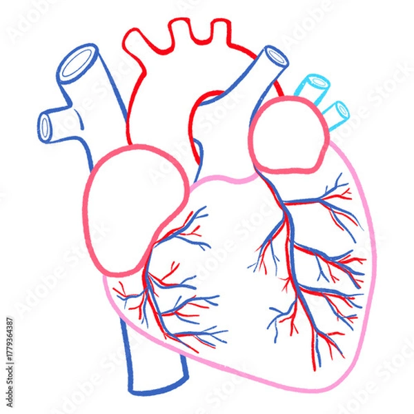 Fototapeta Human Heart Outline Diagram Circulatory Vessels and Artery Structure