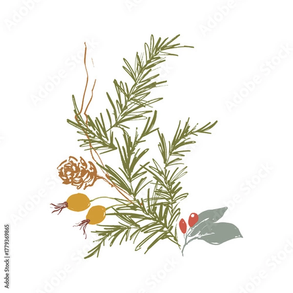 Fototapeta Whimsical Christmas floral card of berries, pine cone and branch. Hand-drawn vintage poster isolated on white background. Illustration for design, print, fabric or background.