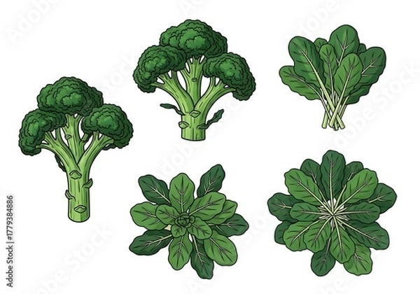 Obraz Fresh broccoli and spinach isolated on white background