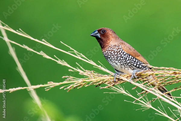 Fototapeta Scaly Breasted Munia Feeding on Ripened Crop in Natural Habitat