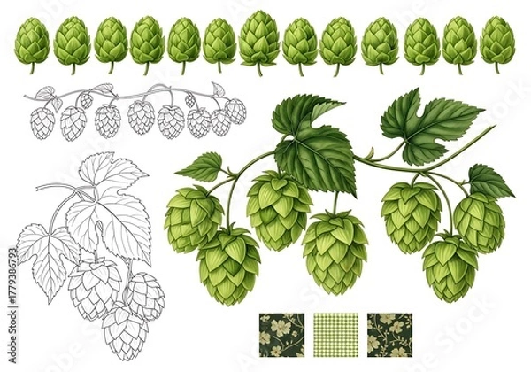 Obraz Hop cones and leaves illustration isolated on white background