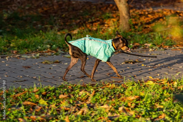 Obraz a small dog dressed for a walk