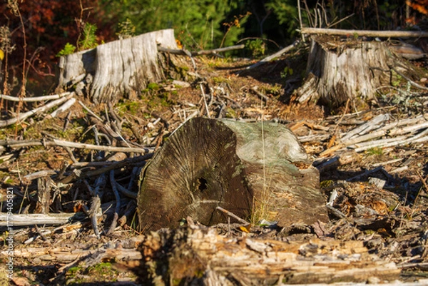 Fototapeta Colors in autumn