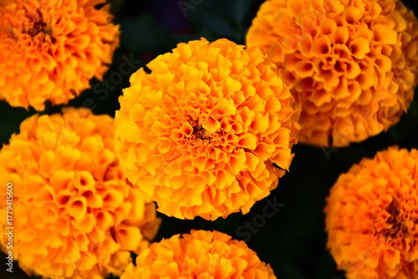 Fototapeta orange chrysanthemum flower