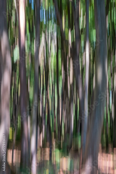 Fototapeta Forest ICM