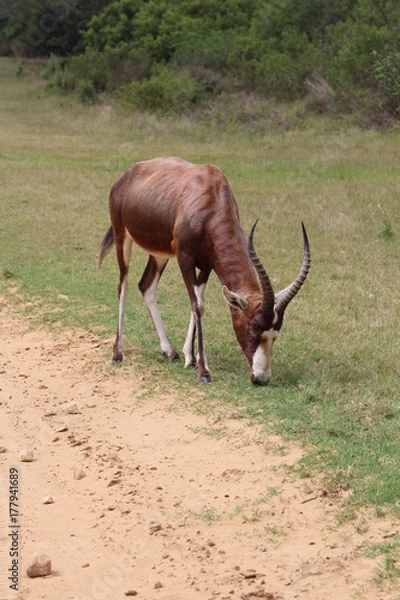 Obraz Antelope