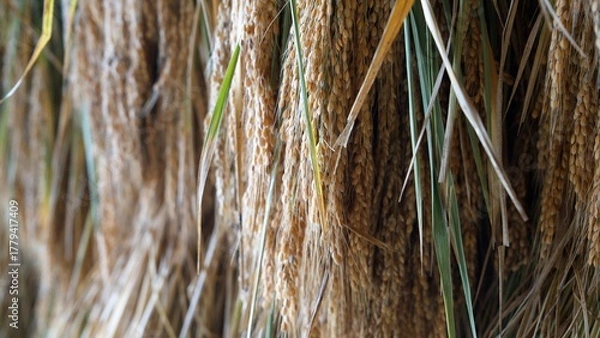 Obraz 乾燥した稲