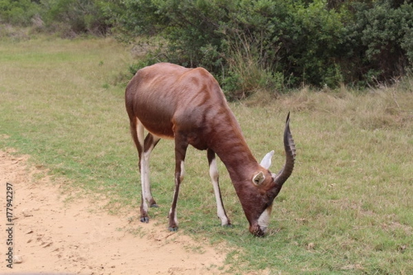Obraz Antelope
