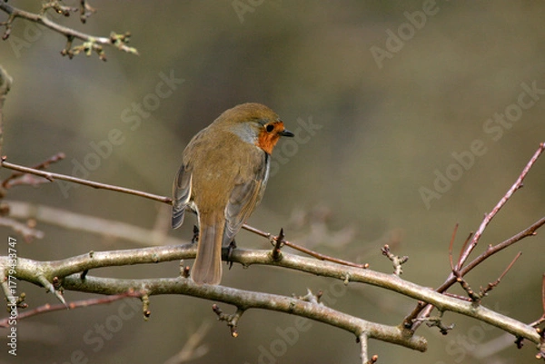 Fototapeta Robin perched on a a branch in winter, United Kingdom