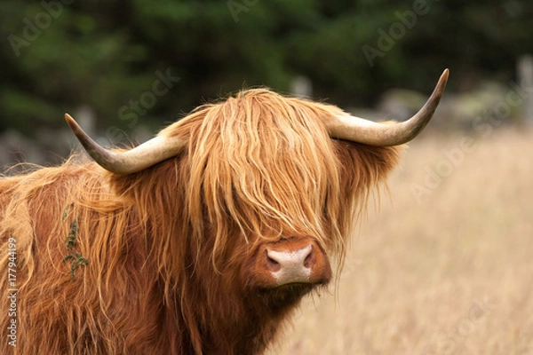 Obraz scottish highland cow