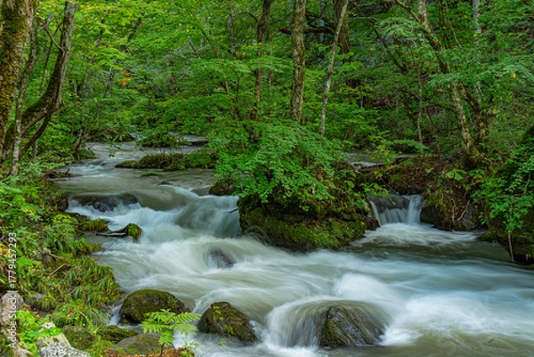 Obraz 日本の青森の渓流　夏の奥入瀬渓流