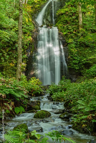 Obraz 日本の青森の渓流　夏の奥入瀬渓流