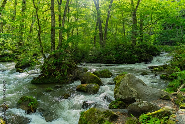 Obraz 日本の青森の渓流　夏の奥入瀬渓流