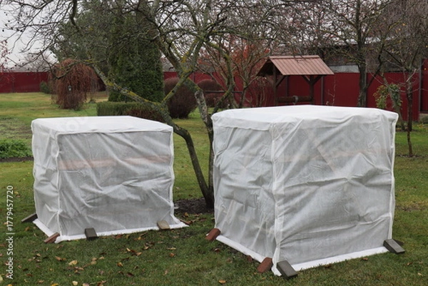 Fototapeta Covering a large rhododendron bush from frost and snow. Insulating flowers for winter