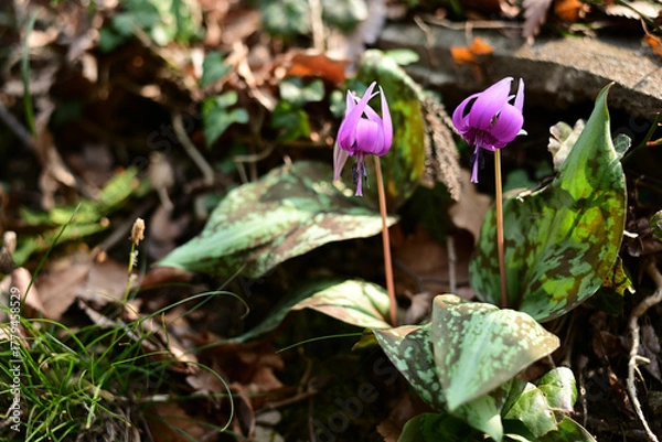 Obraz 春を告げる紫色の花　カタクリ