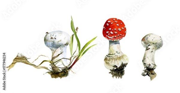 Obraz The set of three autumn forest mushrooms, agaric and raincoats, watercolor painting