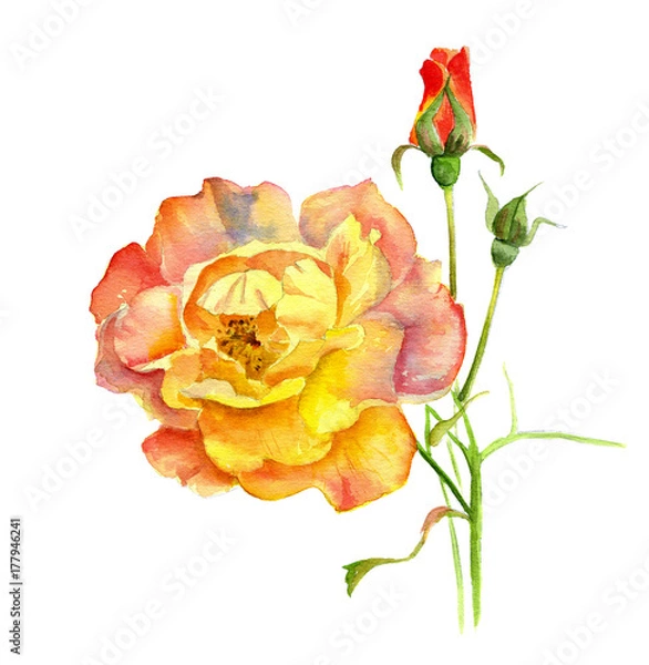 Obraz Rose yellow and cream, on a branch with a Bud, watercolor painting