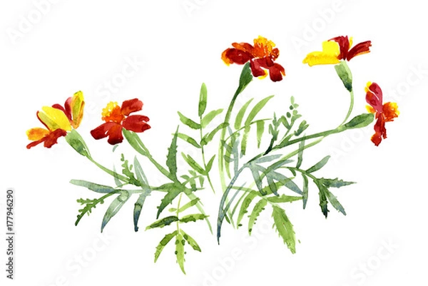 Obraz A bouquet of marigolds, watercolor sketch