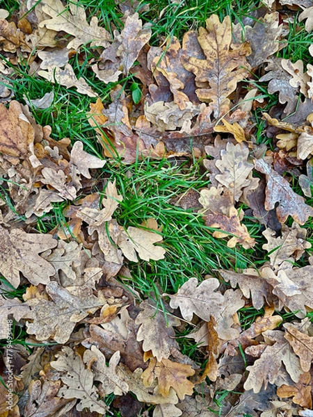Fototapeta Landscape photo with a view of brown dry fallen oak leaves lying on green grass in the park	