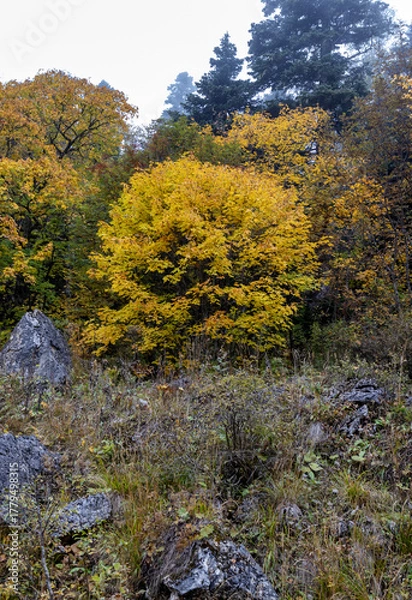 Obraz A fairy-tale autumn forest in a colorful outfit during the seasonal period of the year in the foothill area